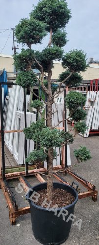 Cypřišek hrachonosný  -  chamaecyparis pisifera