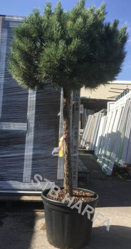 Borovice lesní 'Watereri' - Pinus sylvestris 'Watereri'