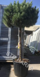 Borovice lesní 'Watereri' - Pinus sylvestris 'Watereri'