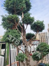 Cypřišek hrachonosný  -  chamaecyparis pisifera