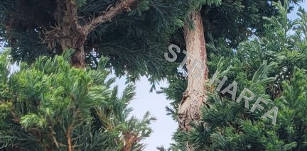 Cypřišek hrachonosný  -  chamaecyparis pisifera