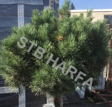 Borovice lesní 'Watereri' - Pinus sylvestris 'Watereri'